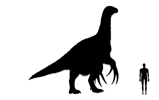 Therizinosaurus size compared to an adult human.