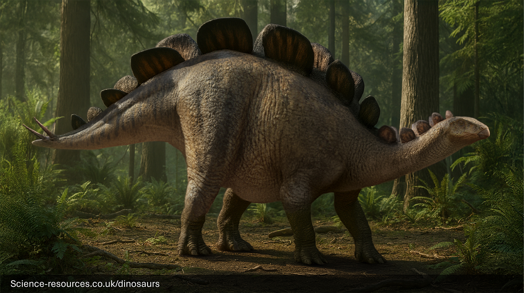 Wuerhosaurus A realistic rendering of a Wuerhosaurus dinosaur in a forest setting. It’s surrounded by tall trees next to a river and the ground is covered with large rocks and ferns.