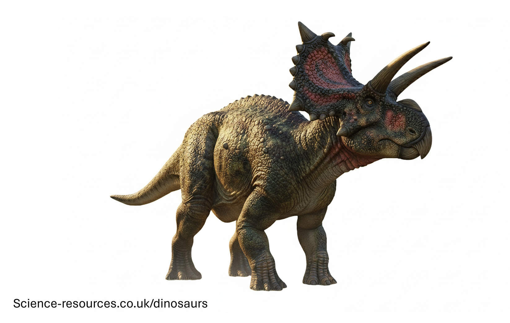 Xenoceratops
white background a realistic rendering of a Xenoceratops
dinosaur.