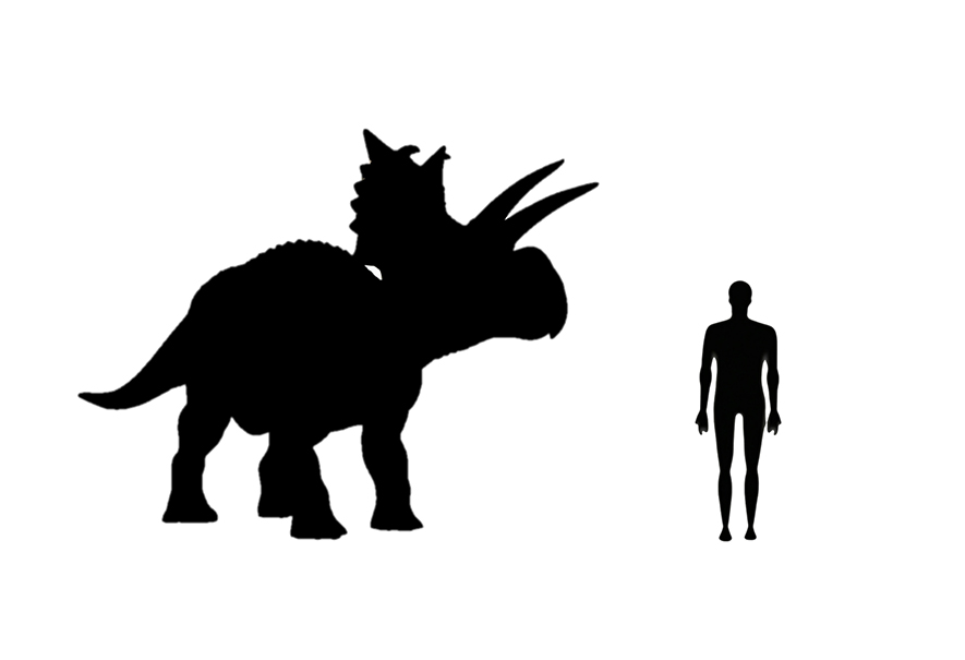 Xenoceratops
size mage showing a size comparison between an adult Xenoceratops
dinosaur (right) versus a human adult (left).