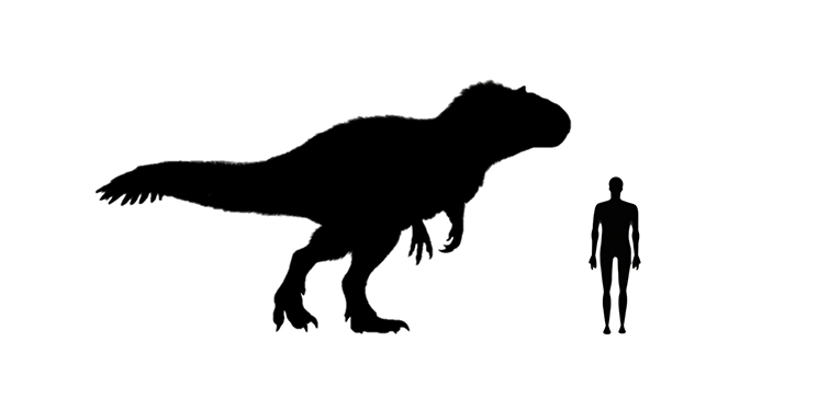 Yutyrannus size Image showing a size comparison between an adult Yutyrannus dinosaur (left) versus a human adult (right).