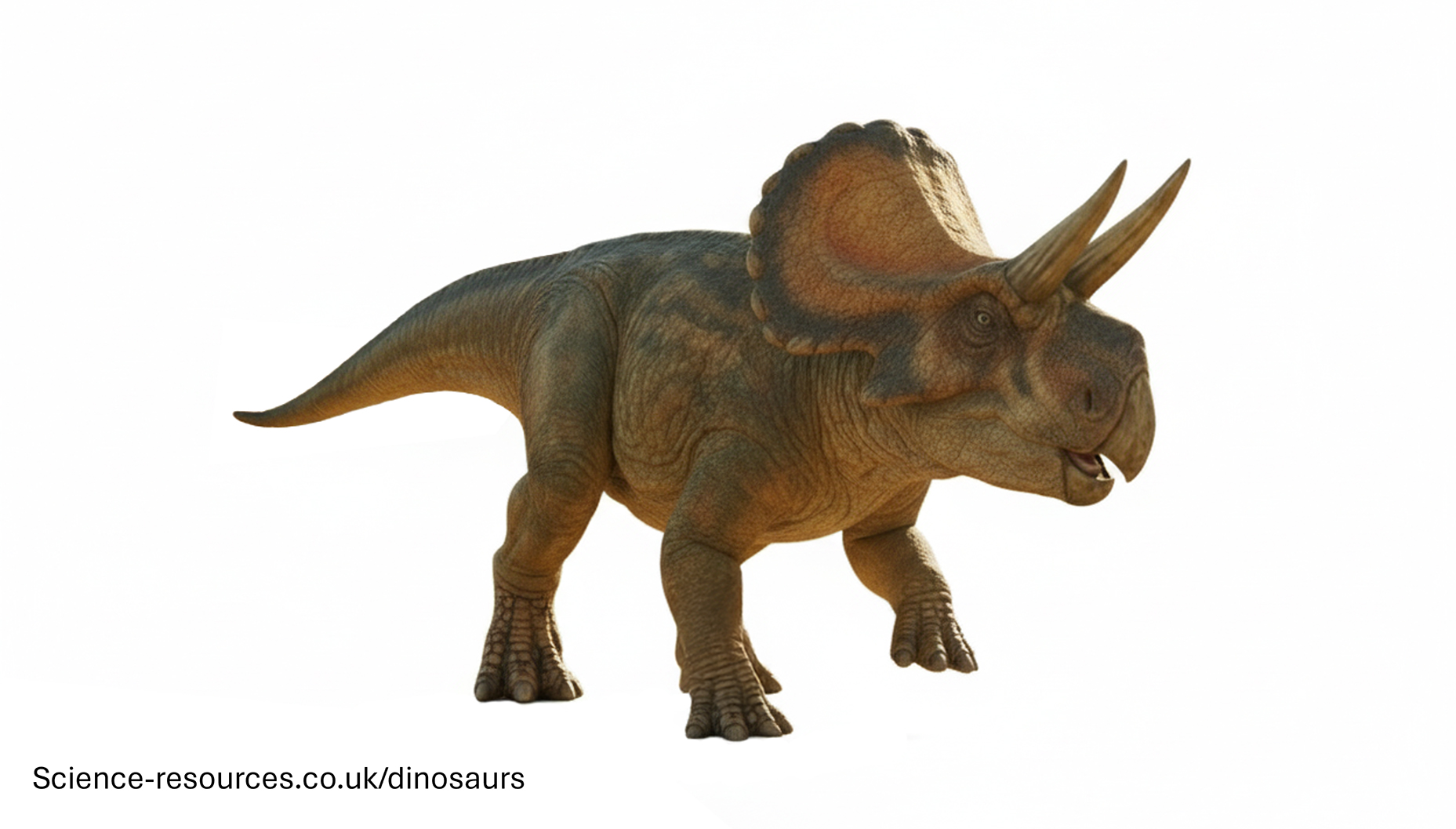 Zuniceratops
white background a realistic rendering of a Zuniceratops
dinosaur.