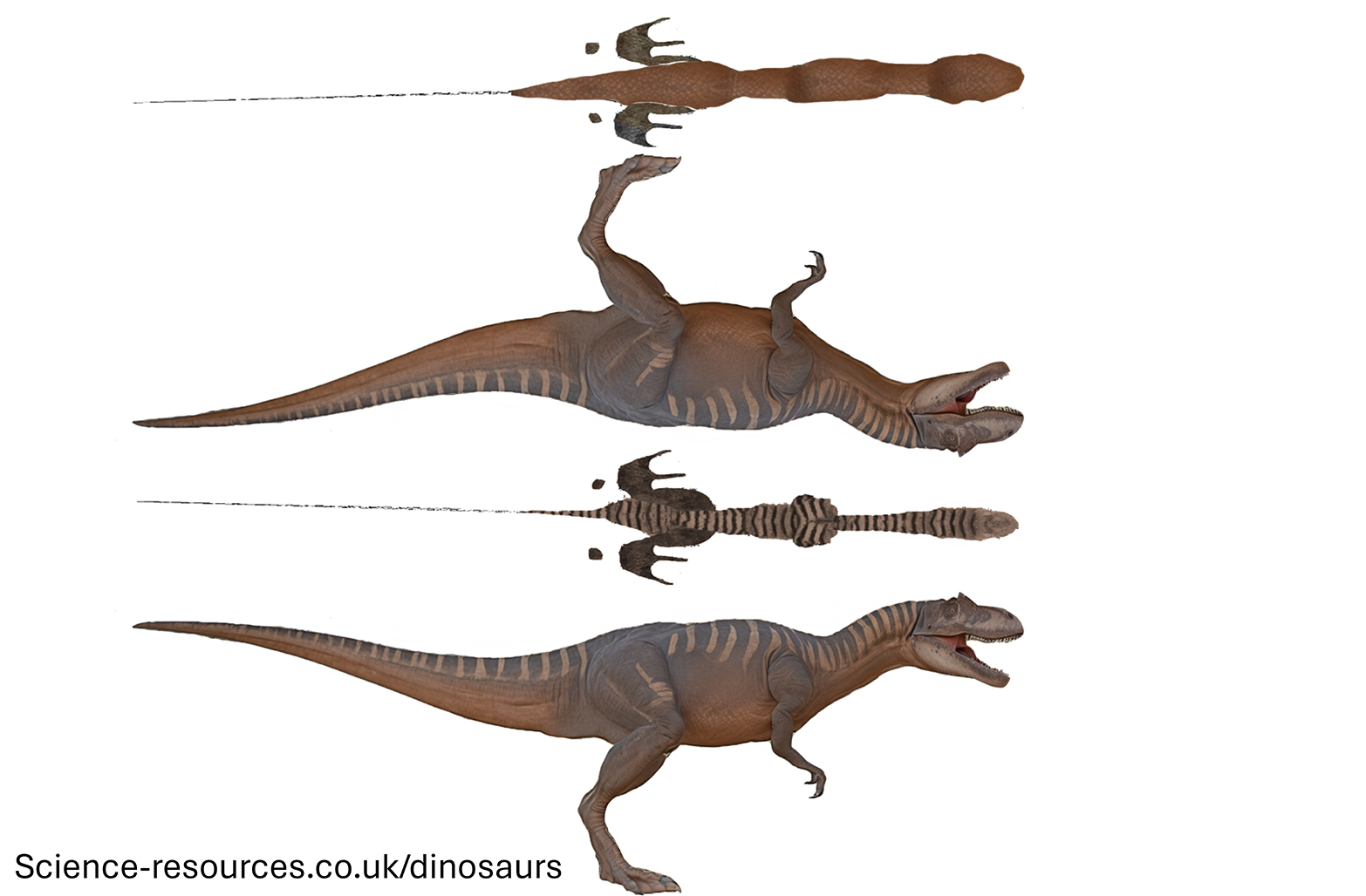 Allosaurus image map