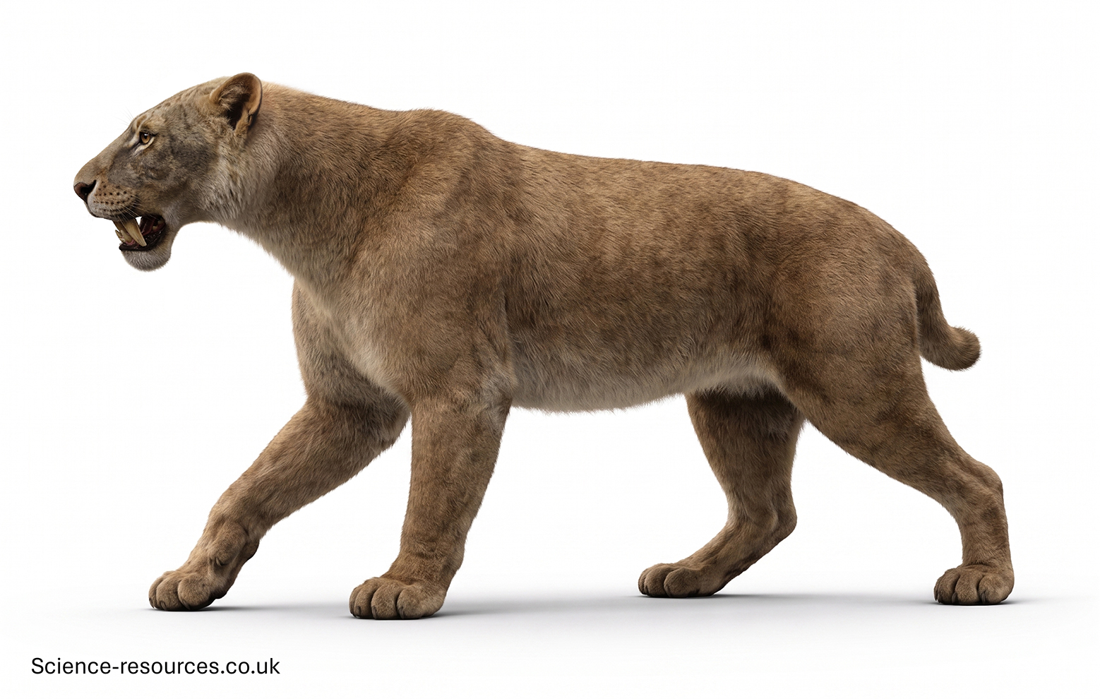 African Homotherium 3D 3D model of an African Homotherium