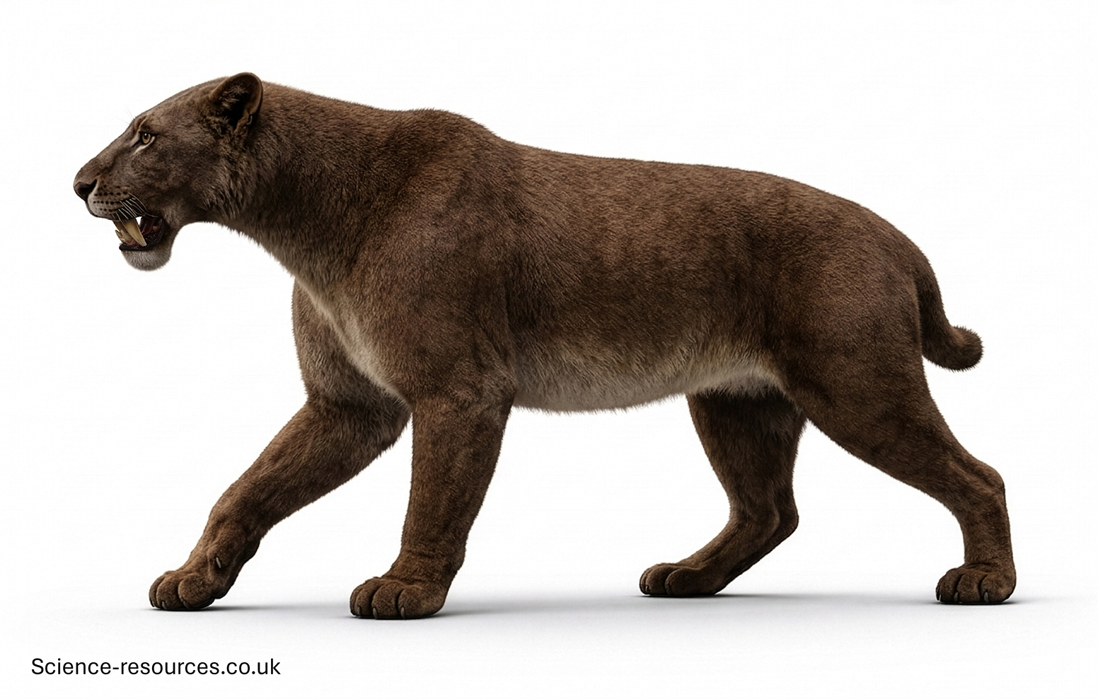 American Homotherium 3D 3D model of an American Homotherium