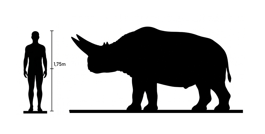 Arsinoitherium size Arsinoitherium size compared to an adult human.