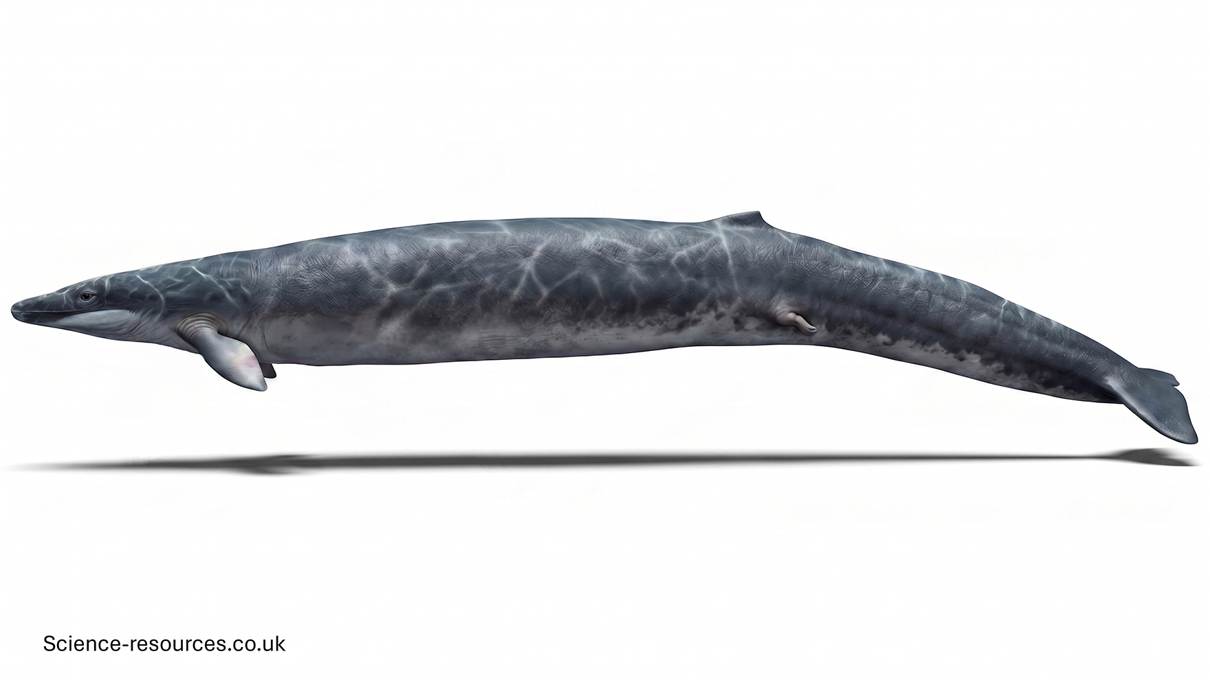 A realistic 3D model of a Basilosauruson a white background.