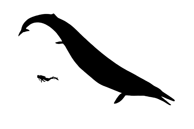 Basilosaurus size Basilosaurus size compared to an adult human.