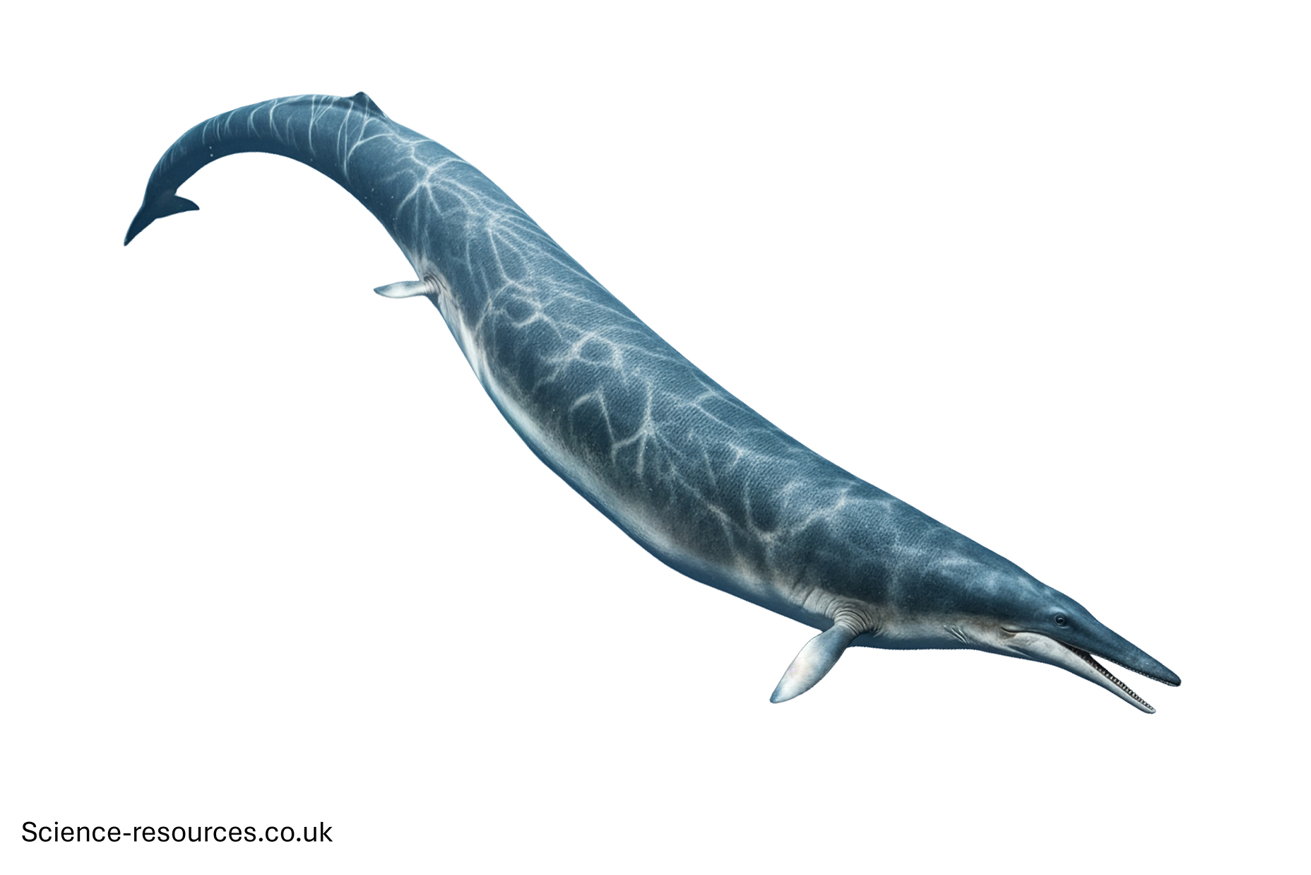 A realistic image of a Basilosauruson a white background.