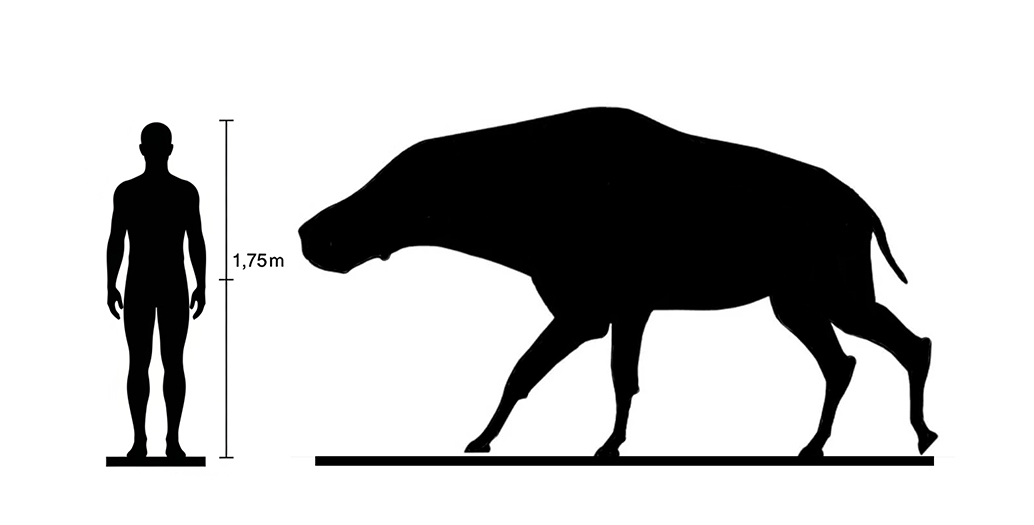 Daeodon size Daeodon size compared to an adult human.