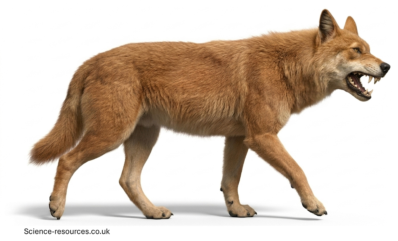A realistic 3D model of a dire wolf on a white background.