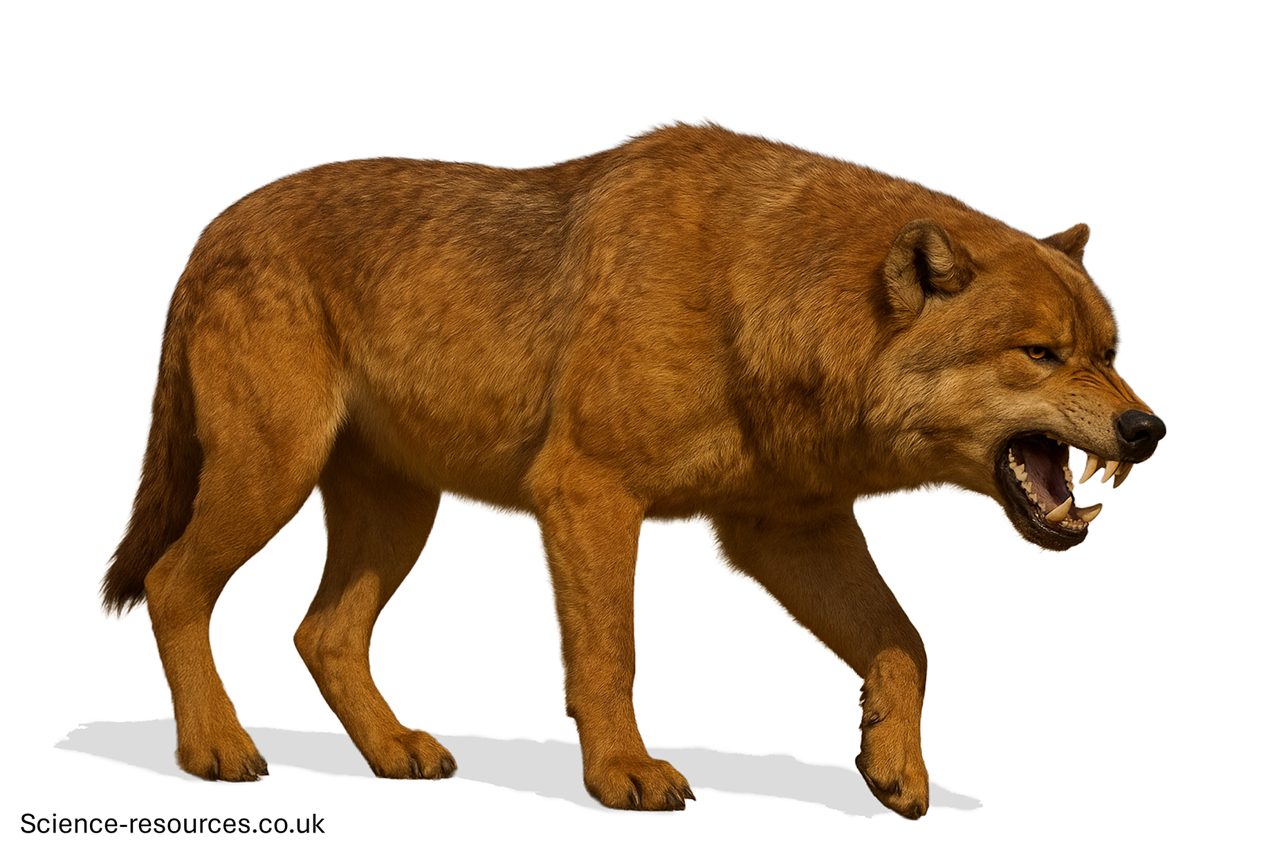 A realistic image of a dire wolf on a white background.