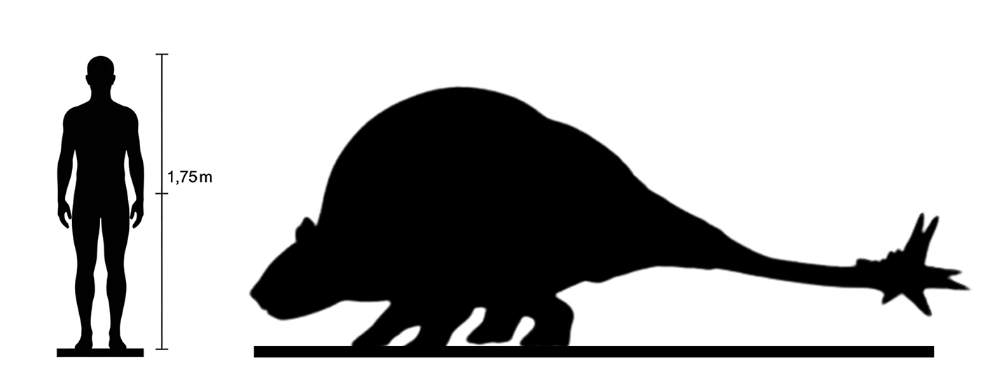 Doedicurus size compared to an adult human.