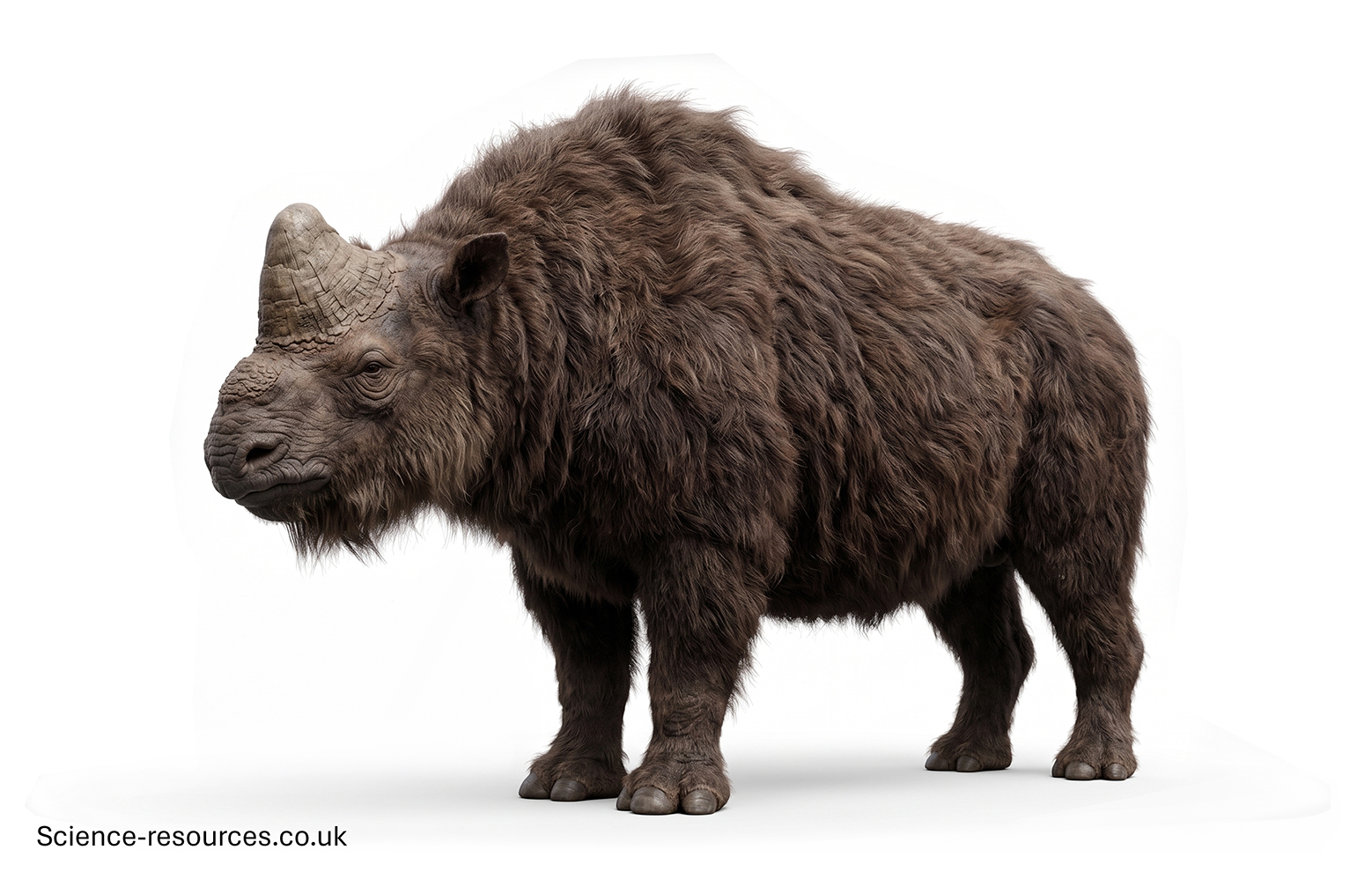 Elasmotherium_3D 3D model of a Elasmotherium.