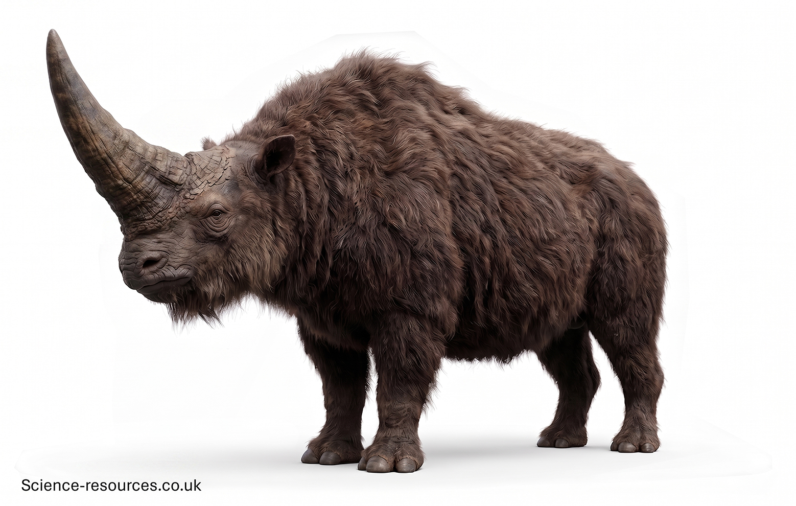 Horned_Elasmotherium_3D 3D model of a large-hornedElasmotherium.