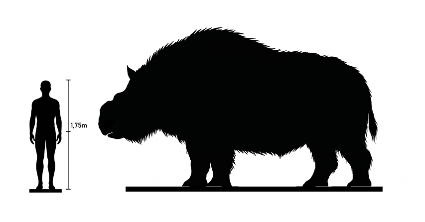 Elasmotherium size Elasmotherium size compared to an adult human.