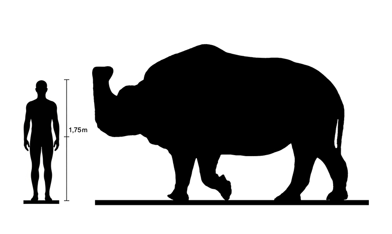 Embolotherium size compared to an adult human.