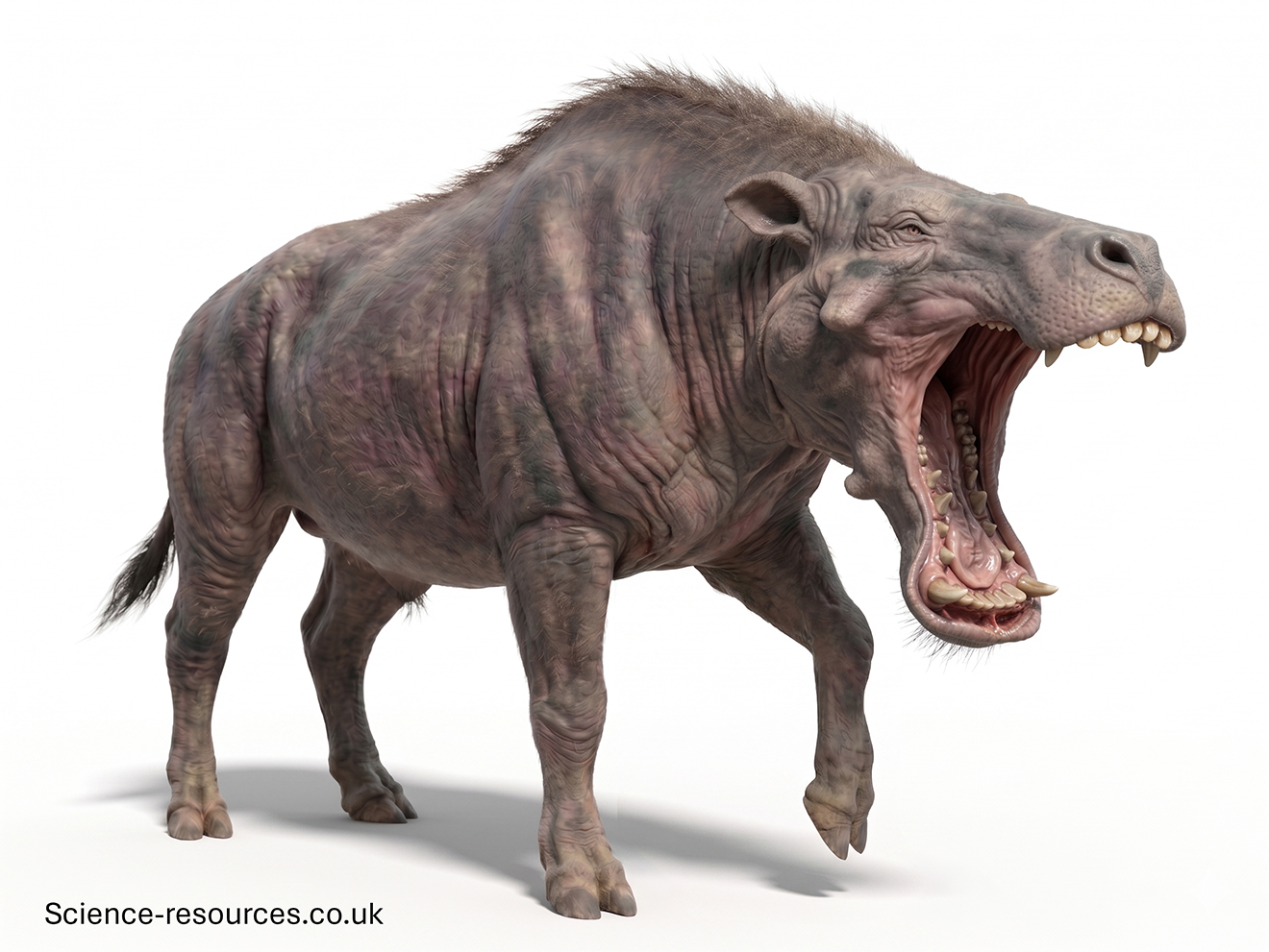 3D model of an Entelodon