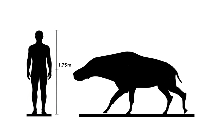 Entelodon size compared to an adult human.