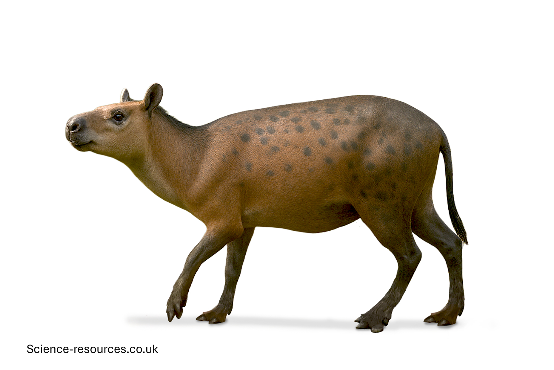 A realistic depiction of a Eohippus on a white background.