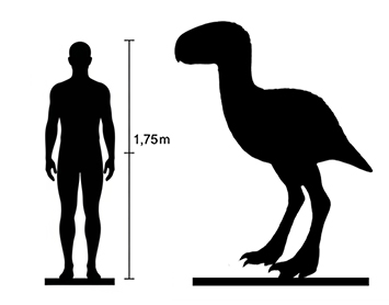 Gastornis Size Gastornis size compared to an adult human.