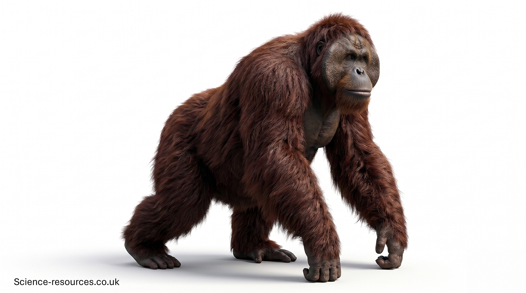 Gigantopithecus_3D2 3D model of a orangutan with gorilla-like hair.