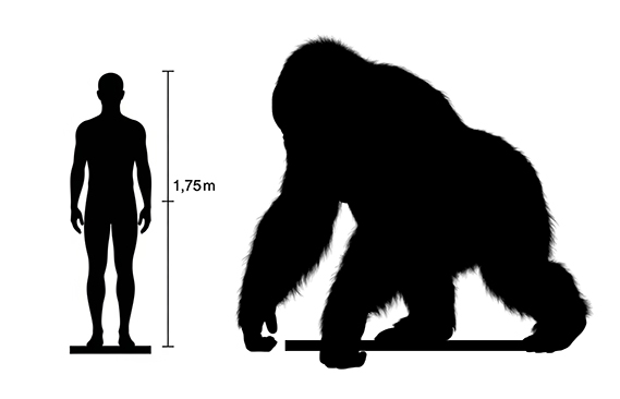Gigantopithecus size Gigantopithecus size compared to an adult human.