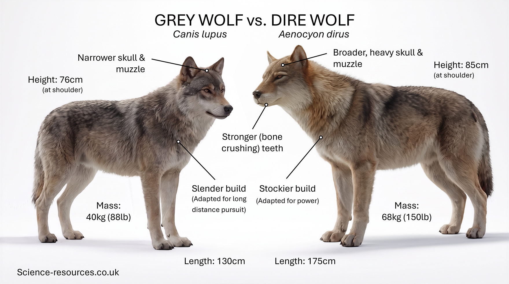 A side-by-side comparison infographic on a white background showing two realistic wolf illustrations facing one another. The grey wolf stands on the left facing right, and the dire wolf stands on the right facing left. Black callout lines connect labels to specific anatomical features, highlighting differences in size, build and skull structure. Scientific names appear beneath each heading.

Left side: Grey Wolf

Heading: GREY WOLF
 Scientific name: Canis lupus

The grey wolf is illustrated with grey, brown and cream-coloured fur and a relatively lean body. The wolf has long legs, a narrow chest and a streamlined appearance.

Callout text identifies:

“Narrower skull & muzzle” pointing to the head.
“Slender build” pointing to the torso.
“(Adapted for long distance pursuit)” beneath the slender build label.

Measurements displayed around the animal:

“Height: 76cm (at shoulder)” positioned to the left of the wolf.
“Mass: 40kg (88lb)” positioned below the torso.
“Length: 130cm” positioned at the bottom centre beneath the wolf.
Right side: Dire Wolf

Heading: DIRE WOLF
 Scientific name: Aenocyon dirus

The dire wolf is illustrated as larger and more heavily built than the grey wolf, with thicker fur, a broader chest, a larger head and more muscular legs.

Callout text identifies:

“Broader, heavy skull & muzzle” pointing to the head.
“Stronger (bone crushing) teeth” pointing to the mouth area.
“Stockier build” pointing to the torso.
“(Adapted for power)” beneath the stockier build label.

Measurements displayed around the animal:

“Height: 85cm (at shoulder)” positioned to the right of the wolf.
“Mass: 68kg (150lb)” positioned below the torso.
“Length: 175cm” positioned at the bottom centre beneath the dire wolf.
Overall comparison message

The infographic visually emphasises that the dire wolf is taller, longer, heavier and more powerfully built than the grey wolf. The grey wolf is presented as leaner and adapted for endurance and long-distance pursuit, while the dire wolf is shown as broader, more robust and adapted for strength, with a heavier skull and stronger teeth.