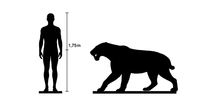 Homotherium size Homotherium size compared to an adult human.