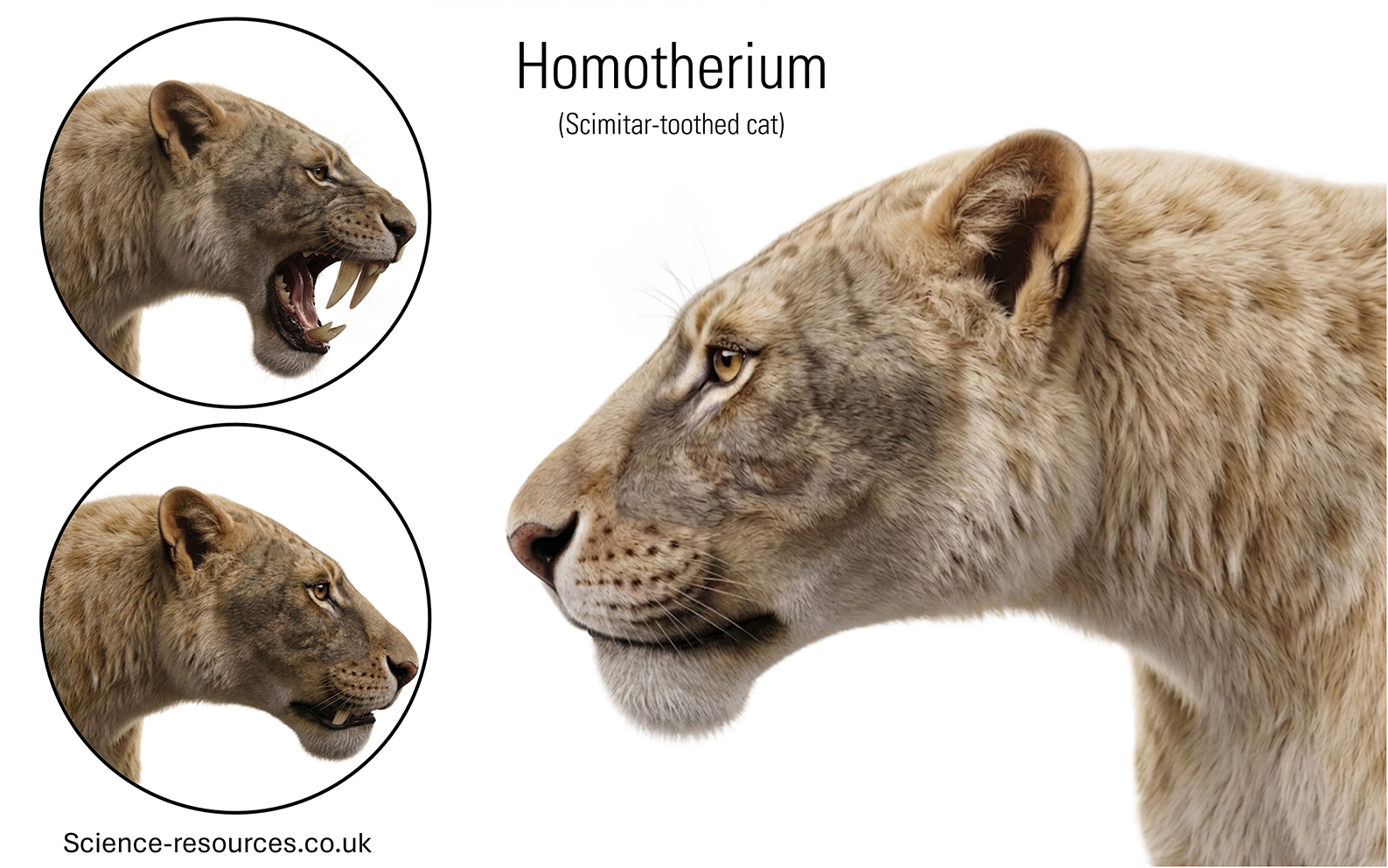 Homotherium teeth Close up of a Homotherium showing Homotherium its flattened upper canine teeth that were hidden inside its lips when its mouth was closed.