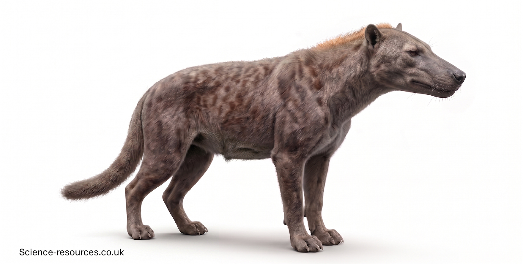 A realistic 3D model of a Hyaenodon on a white background.