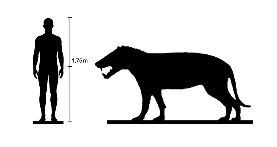 Hyaenodon size compared to an adult human.