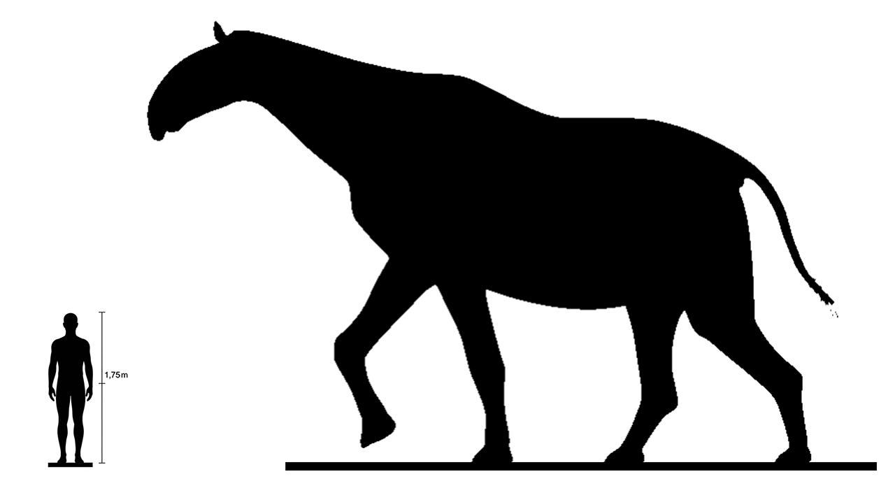 Indricothere size compared to an adult human.