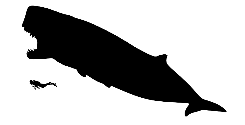 Livyatan size Livyatan size compared to an adult human.