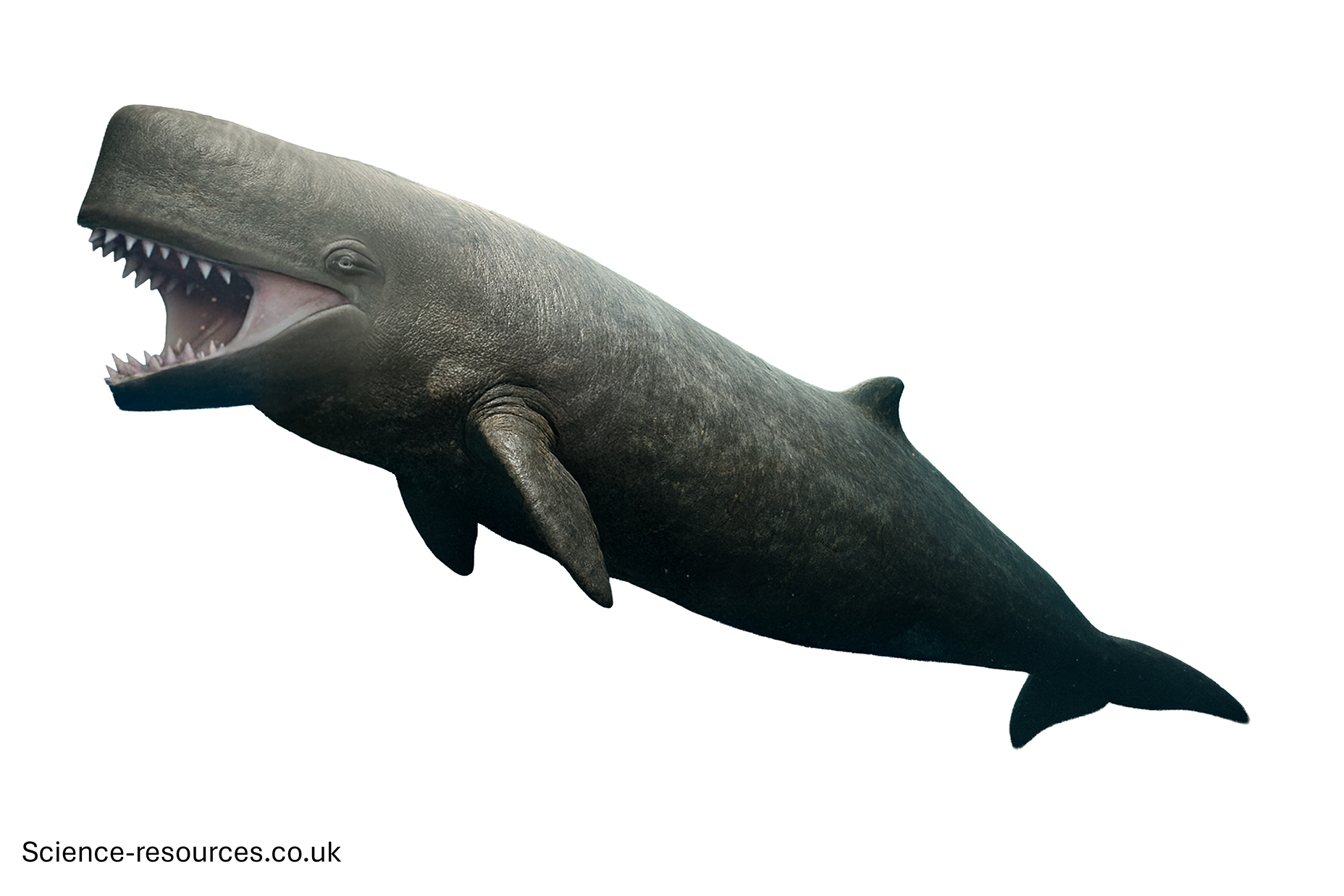 A realistic image of a Livyatan on a white background.