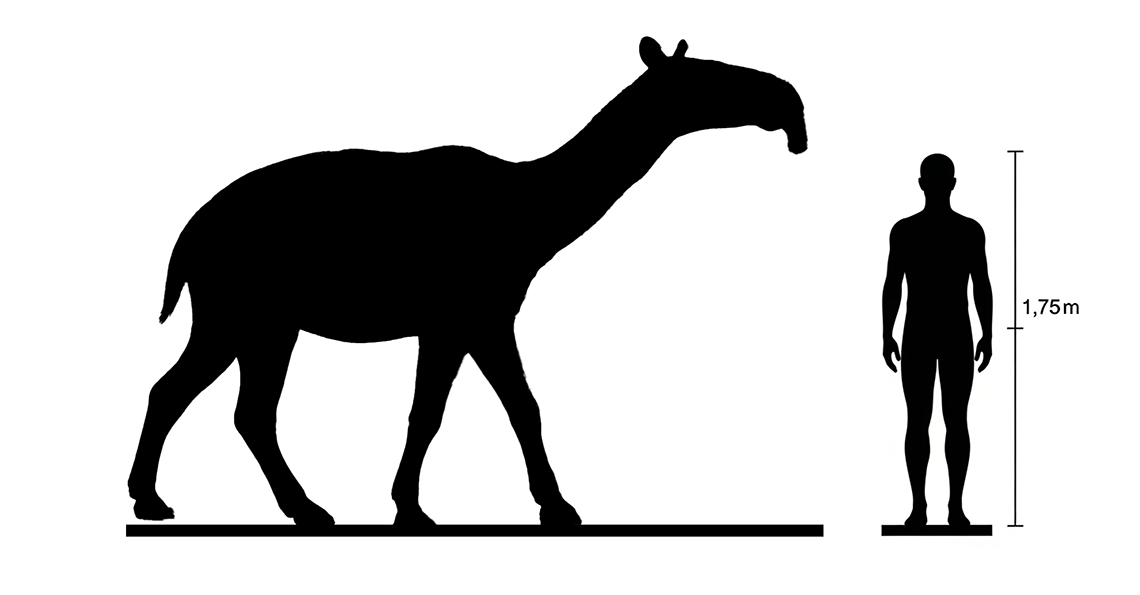 Macrauchenia size compared to an adult human.