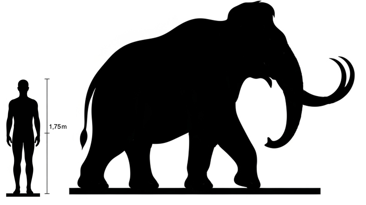 Woolly Mammoth size Woolly Mammoth size compared to an adult human.