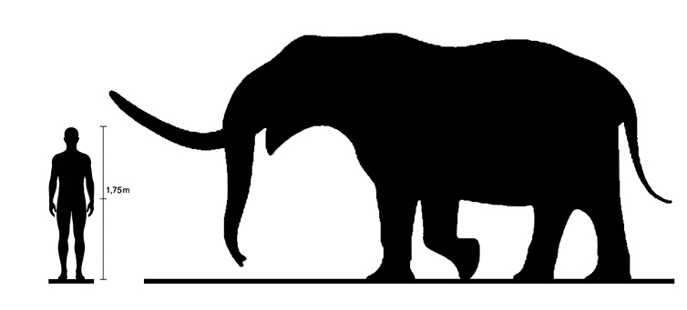 Mastodon size compared to an adult human.
