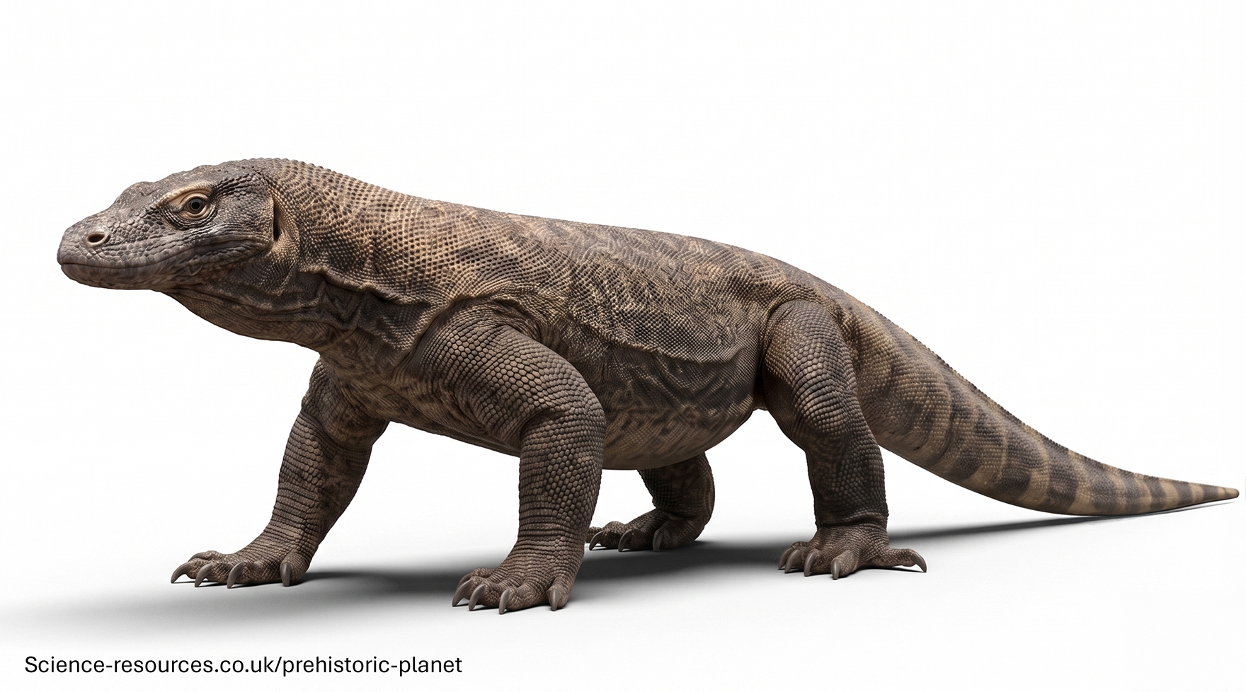 Megalania 3D Highly realistic 3D model of an Megalania