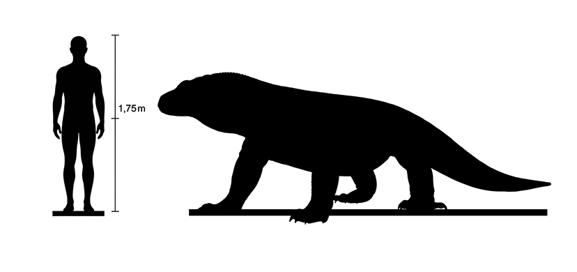 Megalania size Megalania size compared to an adult human.