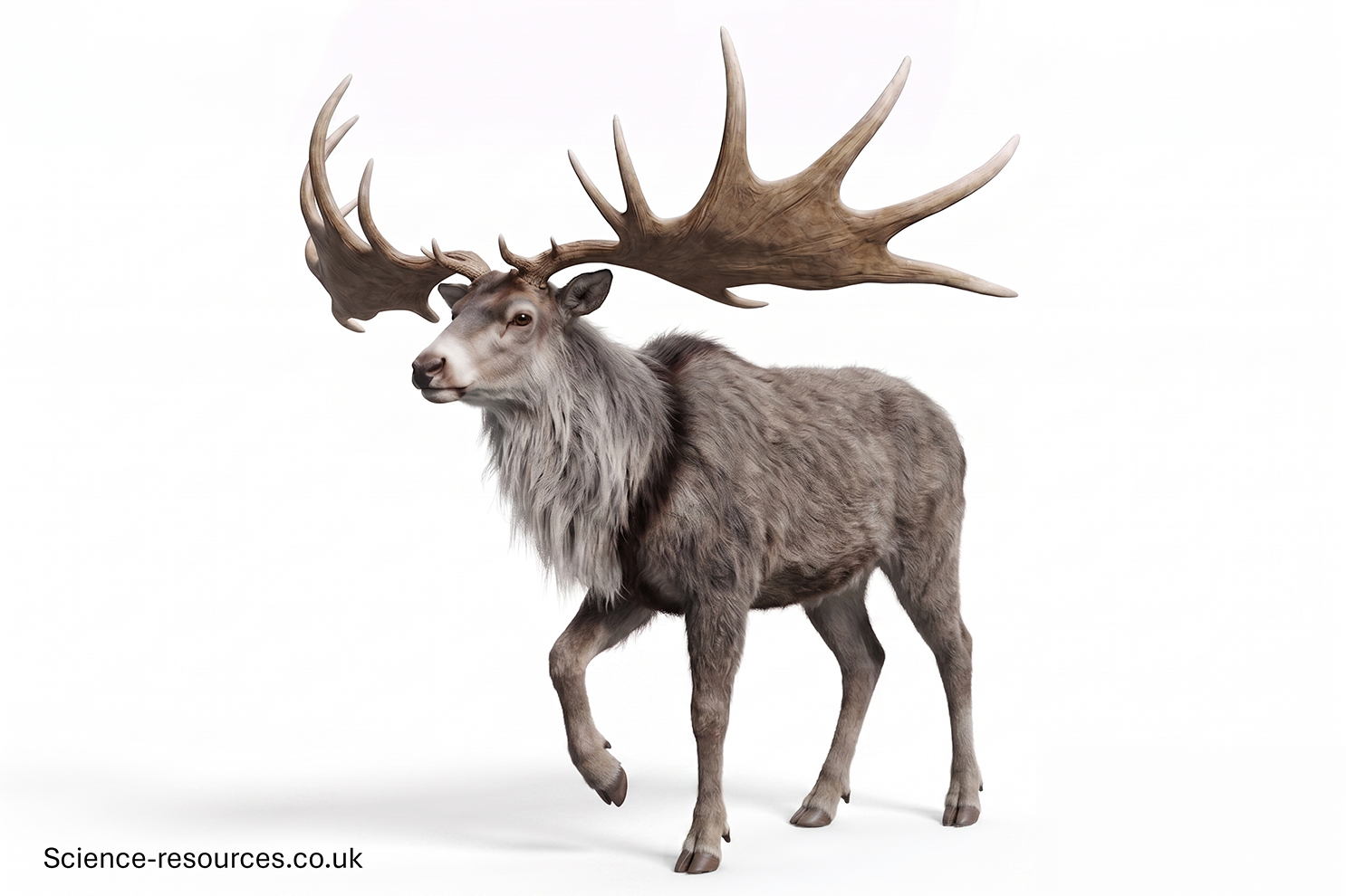 Megaloceros 3D Hyper realistic 3D model of a Megaloceros on a white background.