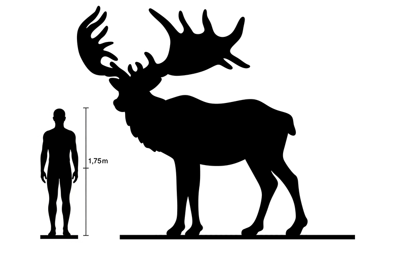 Megaloceros size Megaloceros size compared to an adult human.