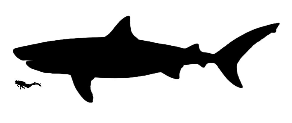 Megalodon size Megalodon size compared to an adult human.