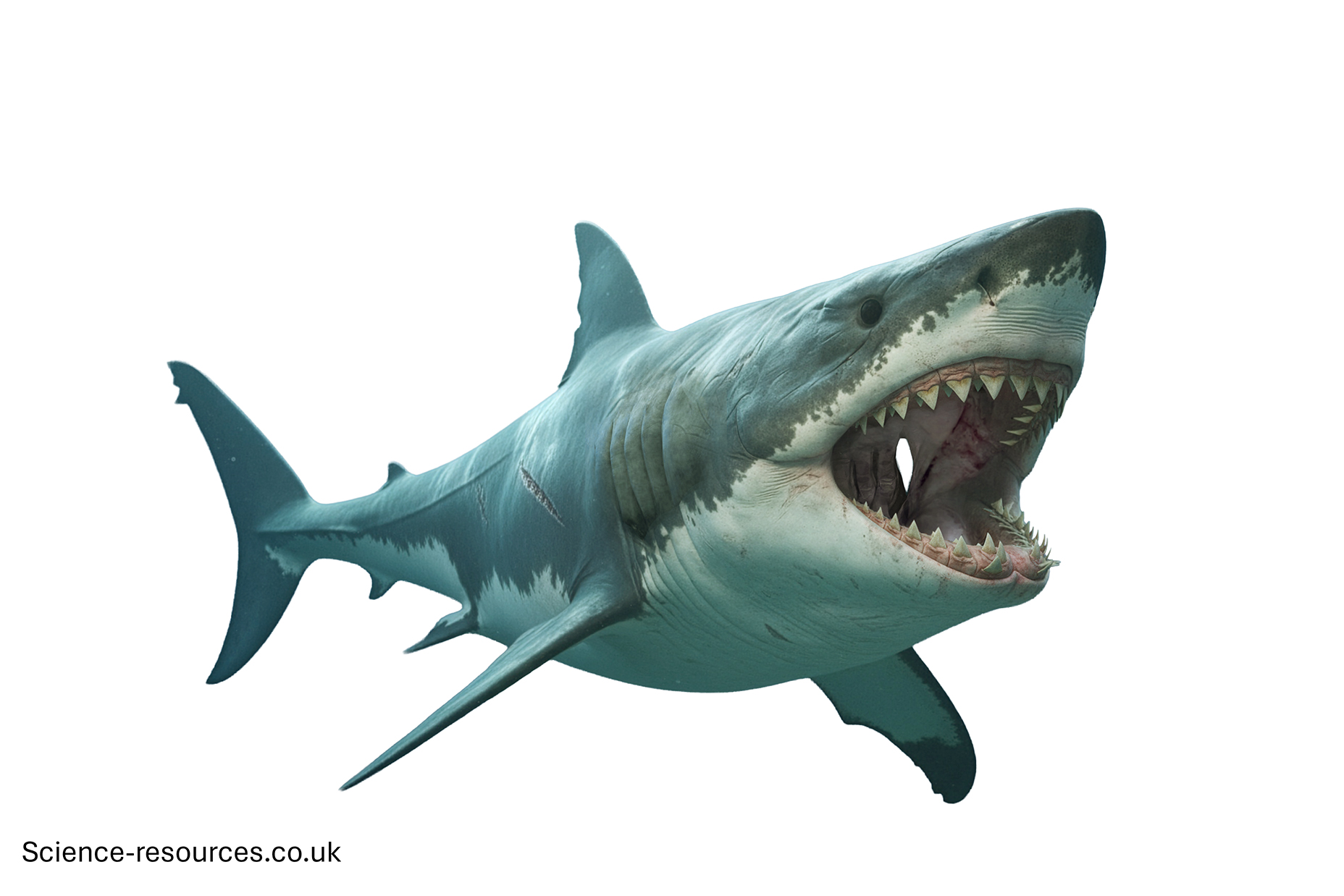 A realistic image of a Megalodon on a white background.