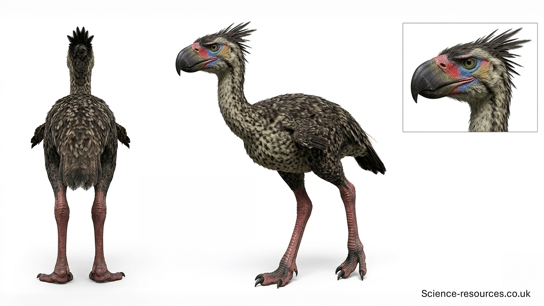 A hyper realistic 3D model of a Phorusrhacos on a white background.