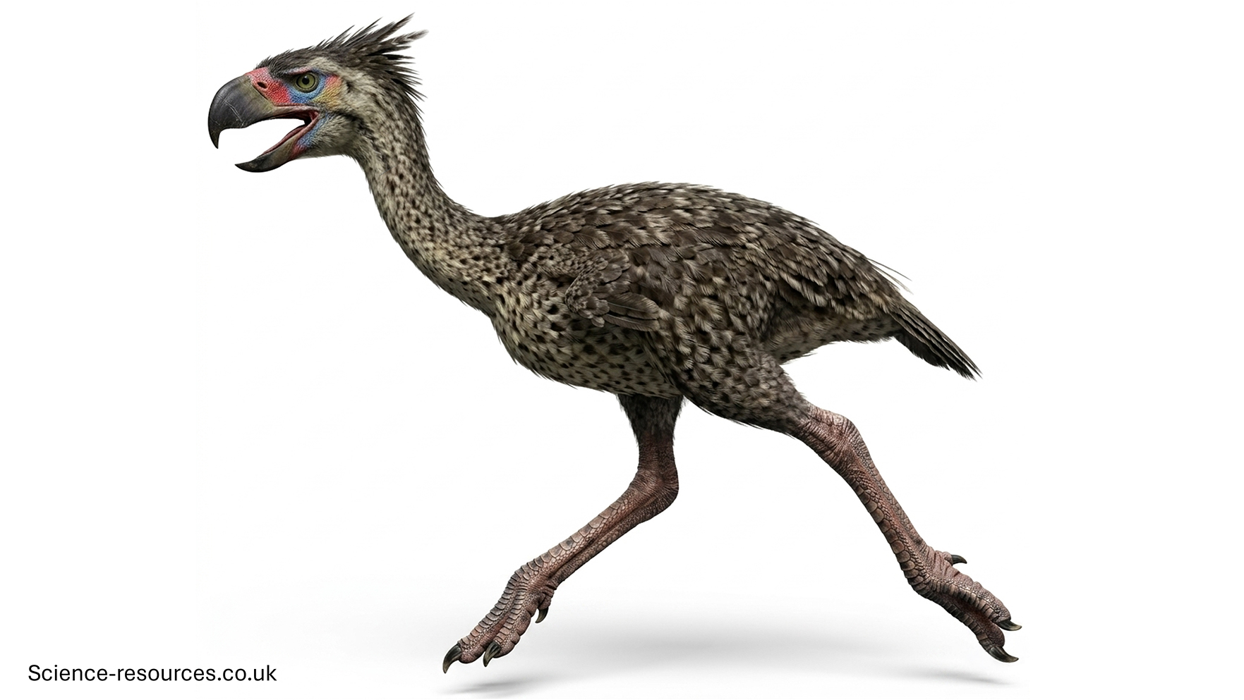 A realistic 3D model of a Phorusrhacos running.