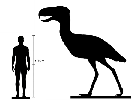 Phorusrhacos size compared to an adult human.
