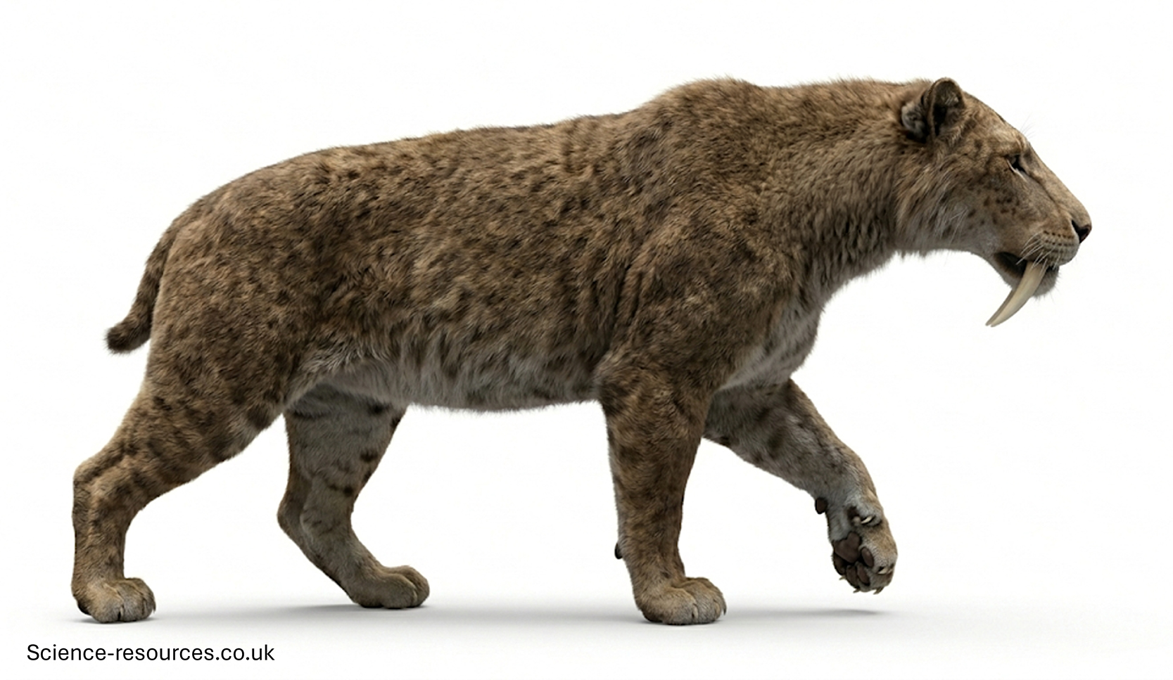 A highly detailed 3D model of Smilodon populator on a white background,