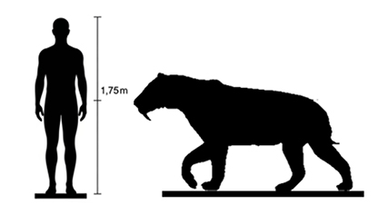 Smilodon size compared to an adult human.