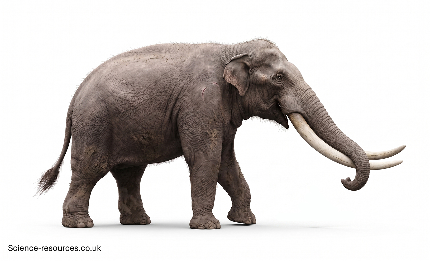 A highly detailed 3D model of a Stegodon rendered on a white background.